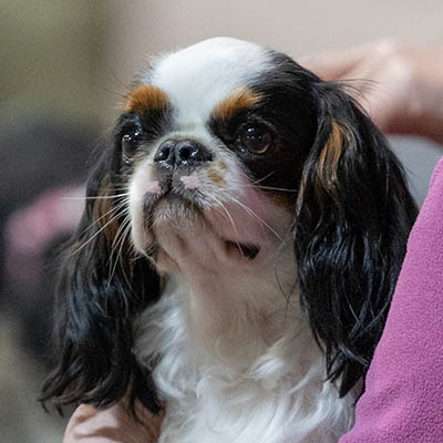The Papillon (Butterfly Dog) Club on Friday, 4 September 2026
