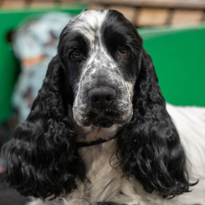 The Papillon (Butterfly Dog) Club on Friday, 4 September 2026